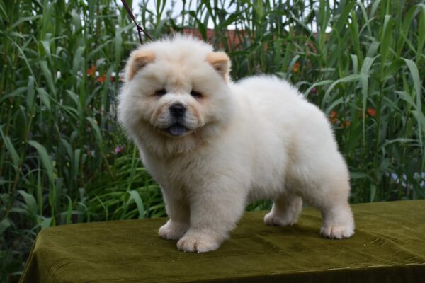 Artie Chow-Chow Artie Chow-Chow