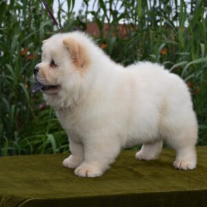 Artie Chow-Chow Artie Chow-Chow