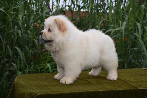 Artie Chow-Chow Artie Chow-Chow