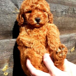 Arto Miniature Poodle Arto Miniature Poodle