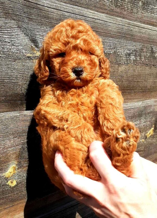 Arto Miniature Poodle Arto Miniature Poodle