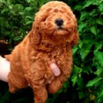 Arto-male-Poodle-puppy-for-sale-2
