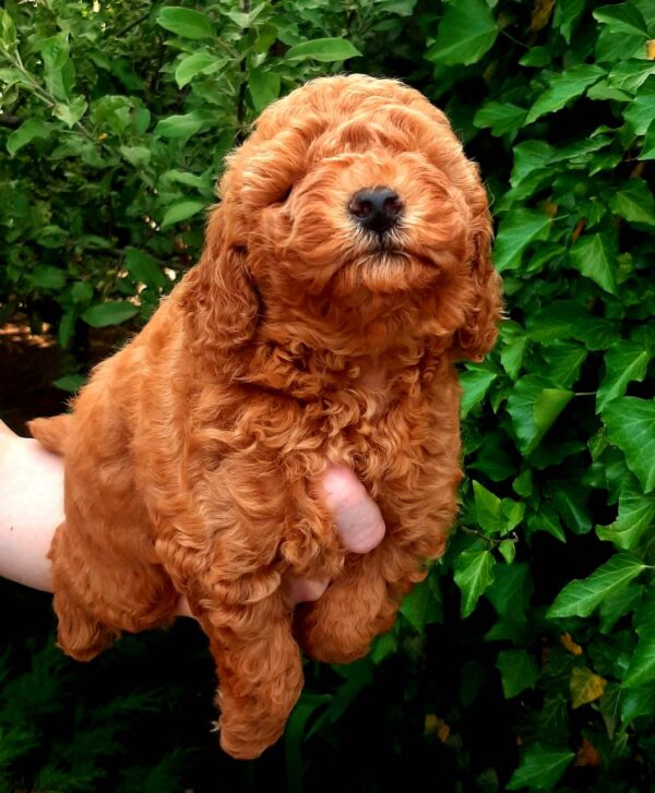 Arto Miniature Poodle Arto Miniature Poodle