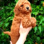 Arto-male-Poodle-puppy-for-sale-3