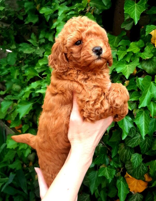 Arto Miniature Poodle Arto Miniature Poodle