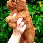 Arto-male-Poodle-puppy-for-sale-4