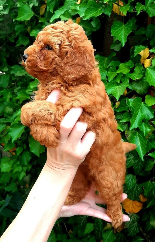 Arto Miniature Poodle Arto Miniature Poodle