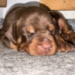 Askan-male-dobermann-puppy-for-sale- (1)