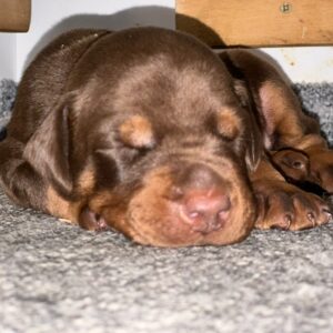Askan Dobermann Askan Dobermann
