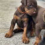 Askan-male-dobermann-puppy-for-sale- (2)