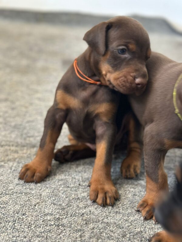 Askan Dobermann Askan Dobermann