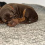 Askan-male-dobermann-puppy-for-sale- (3)