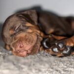 Askan-male-dobermann-puppy-for-sale- (4)