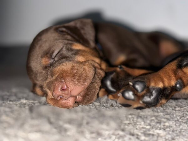 Askan Dobermann Askan Dobermann