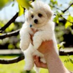 Aurelia-female-Bichon-Frise-puppy-for-sale-1