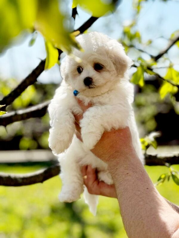 Aurelia Bichon Frise Aurelia Bichon Frise