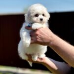 Aurelia-female-Bichon-Frise-puppy-for-sale-2