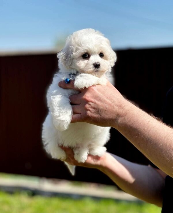 Aurelia Bichon Frise Aurelia Bichon Frise
