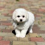 Aurelia-female-Bichon-Frise-puppy-for-sale-3