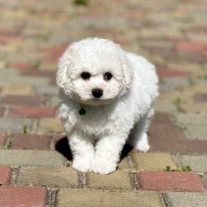 Aurelia Bichon Frise Aurelia Bichon Frise