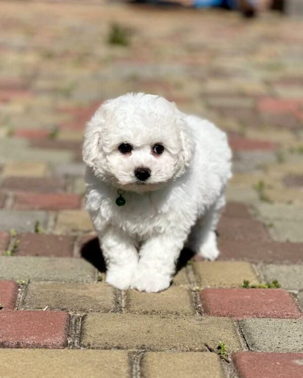 Aurelia Bichon Frise Aurelia Bichon Frise