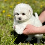 Aurelia-female-Bichon-Frise-puppy-for-sale-4