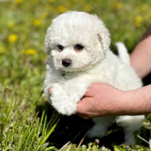 Aurelia Bichon Frise Aurelia Bichon Frise