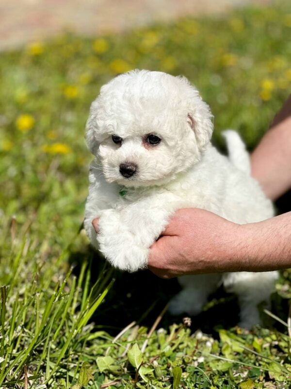 Aurelia Bichon Frise Aurelia Bichon Frise