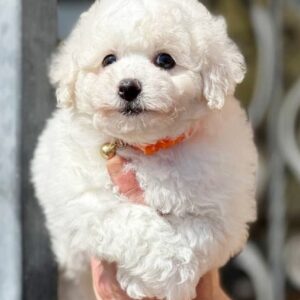 Aveline Bichon Frise Aveline Bichon Frise