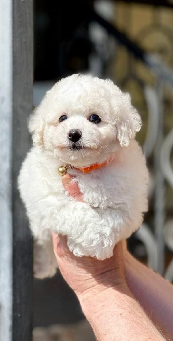 Aveline Bichon Frise Aveline Bichon Frise