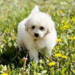 Aveline-female-Bichon-Frise-puppy-for-sale-2