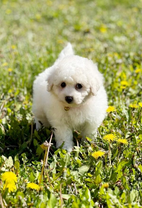 Aveline Bichon Frise Aveline Bichon Frise