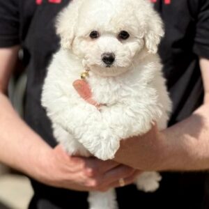 Aveline Bichon Frise Aveline Bichon Frise