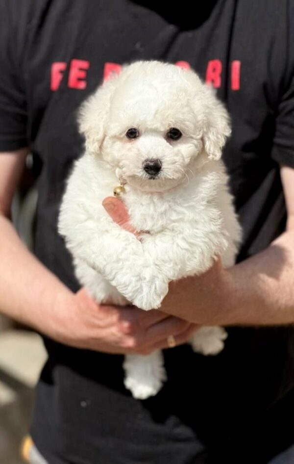 Aveline Bichon Frise Aveline Bichon Frise