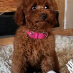 Awana-female-Toy-Poodle-puppy-for-sale-1
