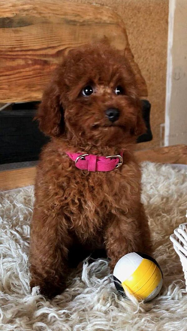 Awana Toy Poodle Awana Toy Poodle