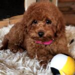 Awana-female-Toy-Poodle-puppy-for-sale-2
