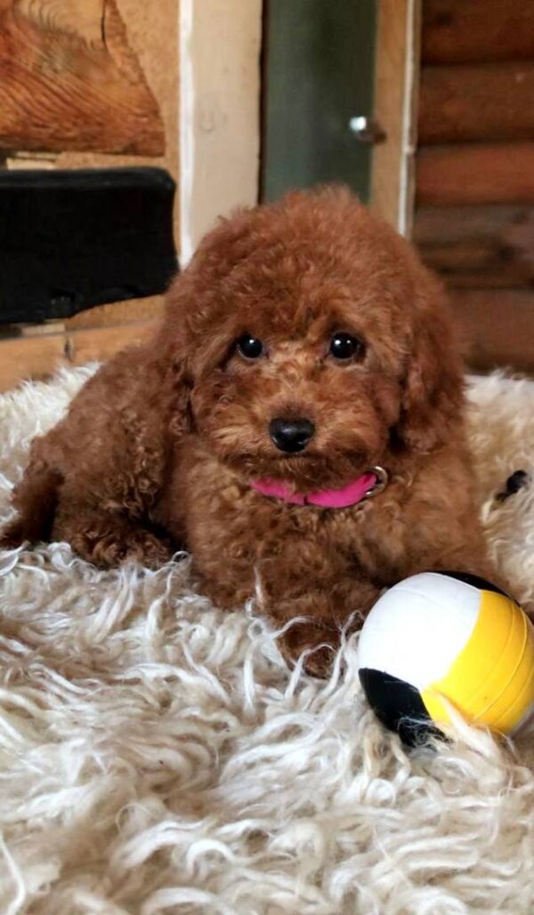 Awana Toy Poodle Awana Toy Poodle