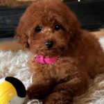 Awana-female-Toy-Poodle-puppy-for-sale-3