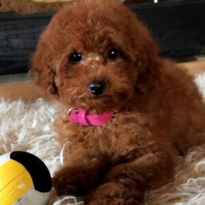 Awana Toy Poodle Awana Toy Poodle