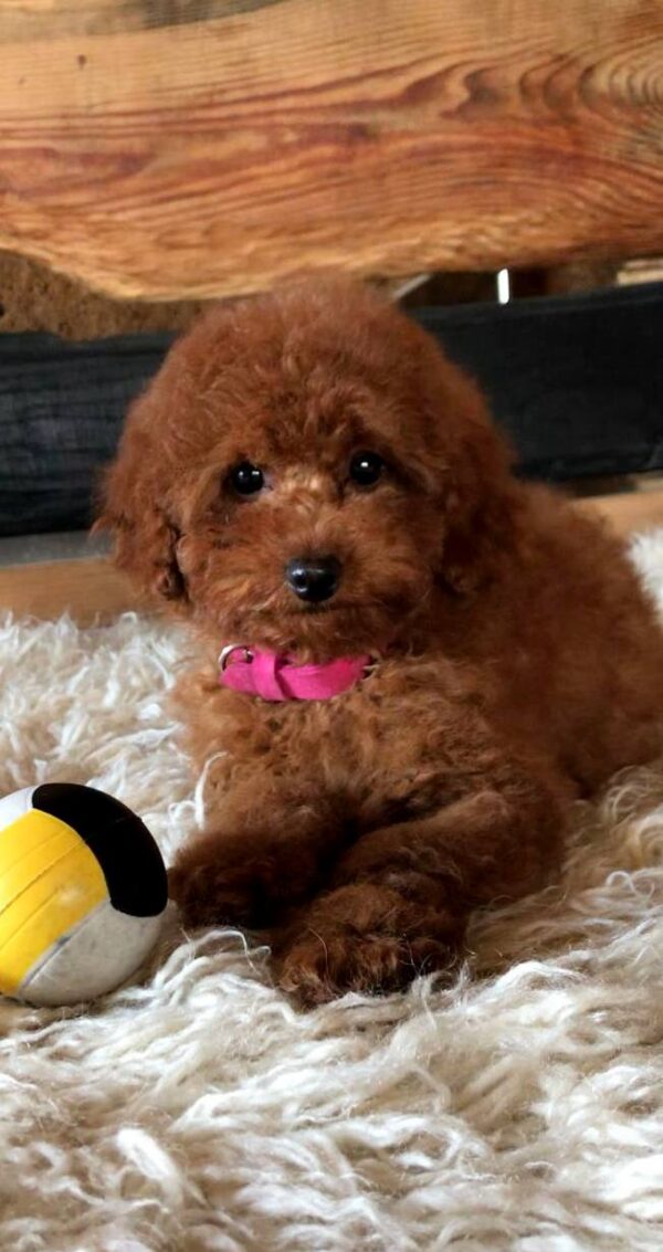 Awana Toy Poodle Awana Toy Poodle