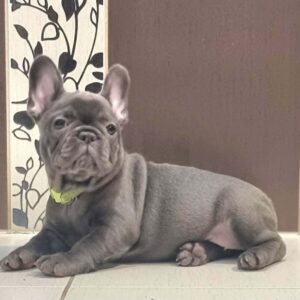 Azura French Bulldog Azura French Bulldog