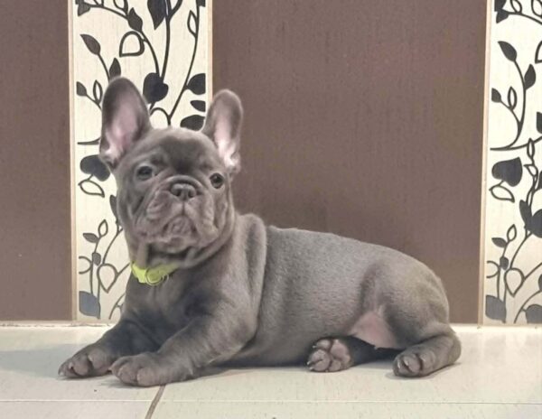 Azura French Bulldog Azura French Bulldog
