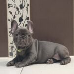 Azura-female-french-bulldog-puppy-for-sale- (2)