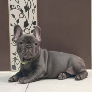 Azura French Bulldog Azura French Bulldog
