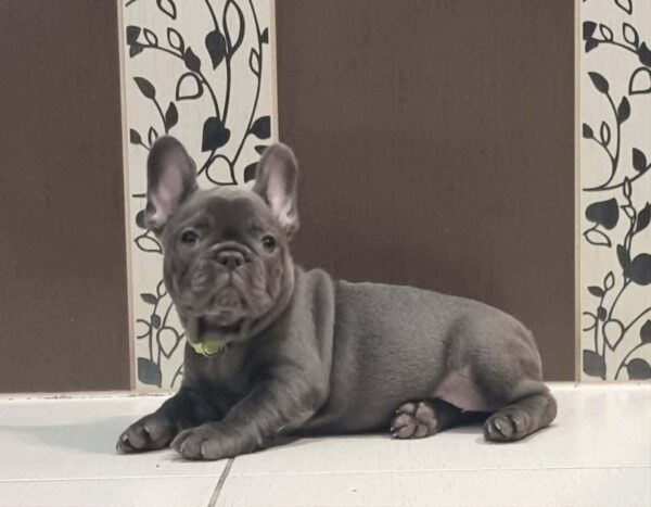 Azura French Bulldog Azura French Bulldog