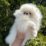 Barbie-female-Pomeranian-puppy-for-sale-1