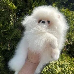 Barbie Pomeranian Barbie Pomeranian