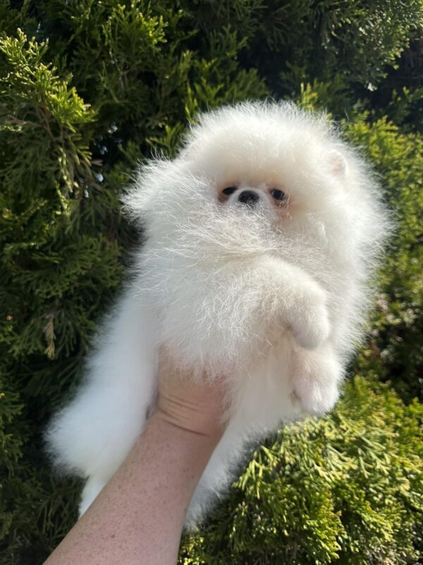 Barbie Pomeranian Barbie Pomeranian
