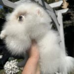 Barbie-female-Pomeranian-puppy-for-sale-2